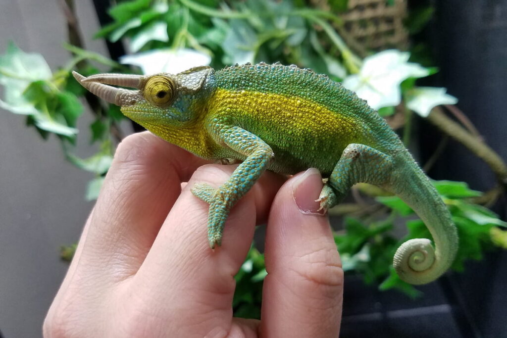 rainbow jackson chameleon on hand