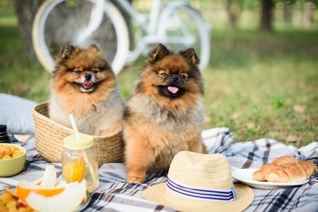 spitz dog on a picnic in the park 