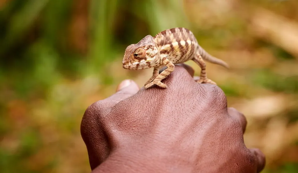 striped chameleon crawling up the brown arm 