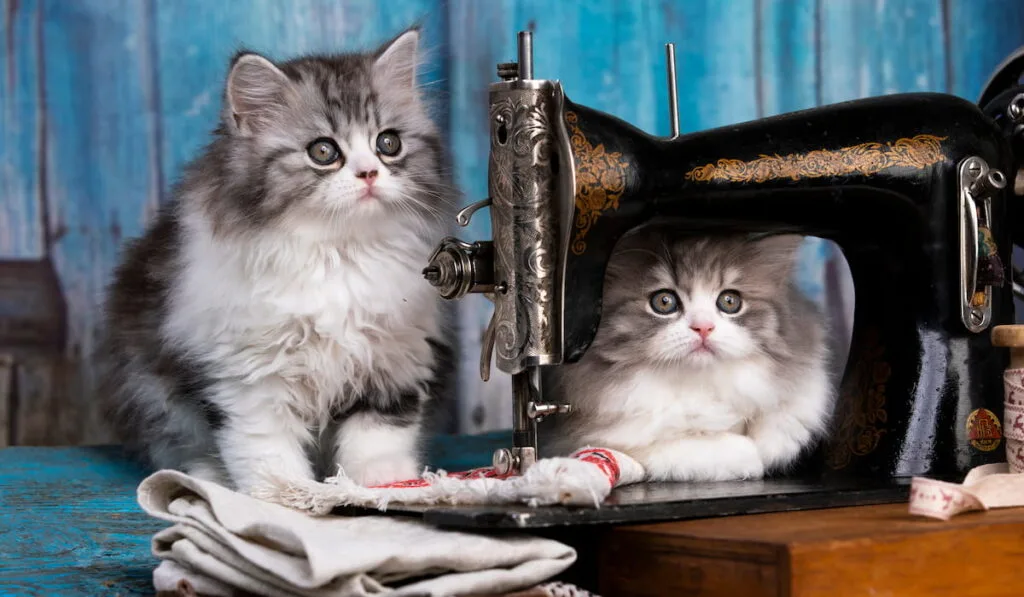 two adorable magpie fluffy kittens