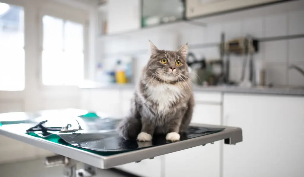 weak maine coon cat sitting on operating table