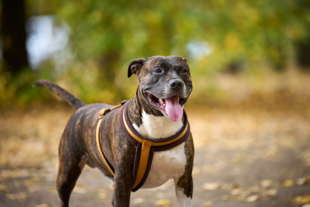 Adult brown American Pitbull Terrier stands in an autumn park