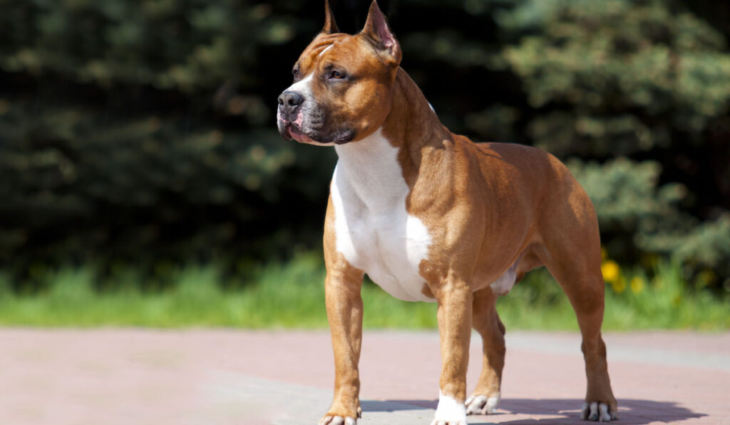 American Staffordshire Terrier Pitbull outdoor