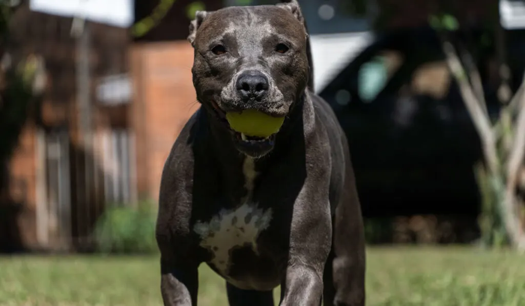 Blue nose Pitbull with a toy in its mouth playing in the green grassy field