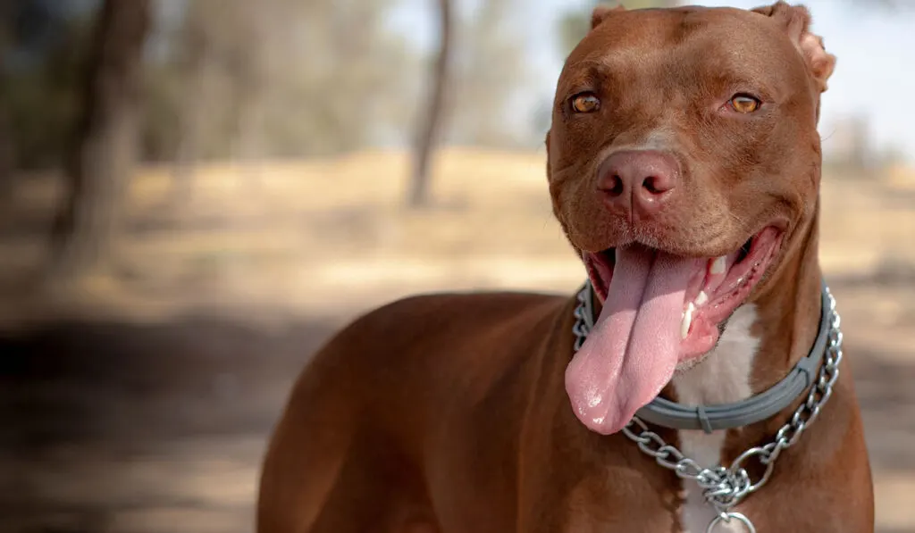 Portrait of Red Nose Pitbull dog 