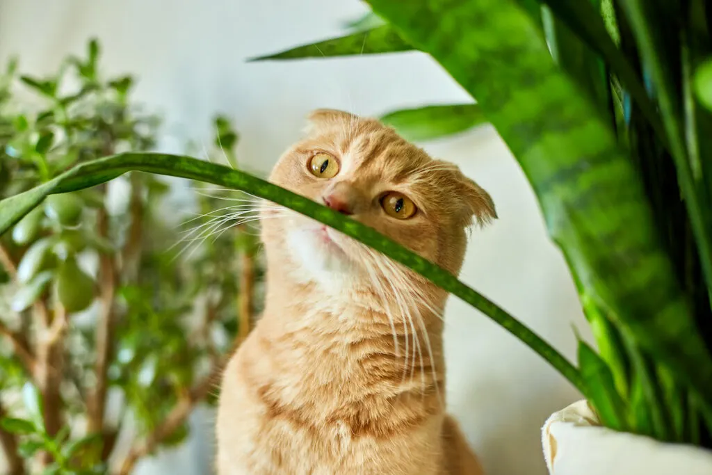Ginger cat smelling aloe vera plant in a pot at home