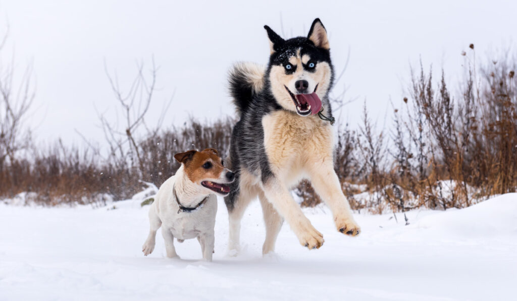 Siberian husky and jack russel terrier dogs playing on winter field