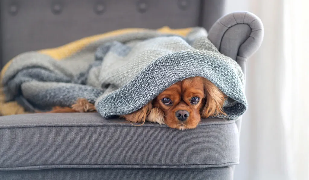 cavalier spaniel, relaxing under the warm blanket at home