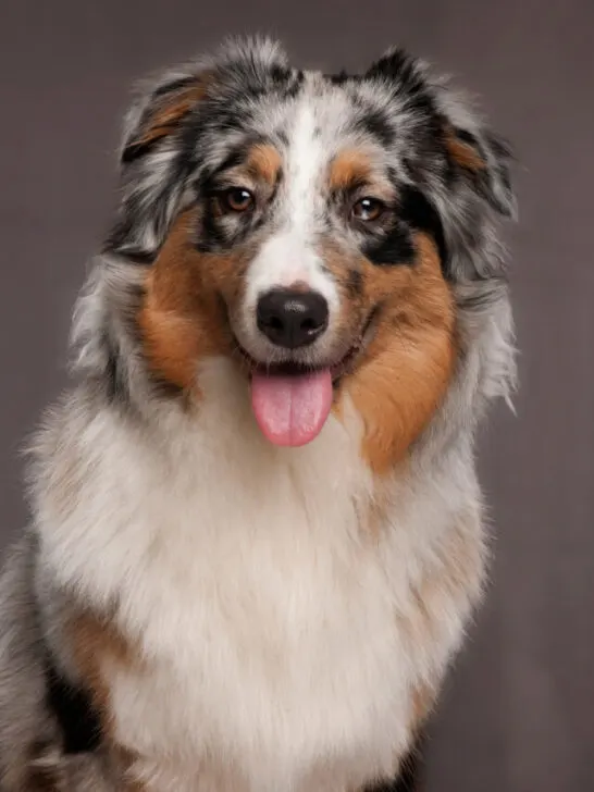 Australian Shepherd dog on gray background - ee230421