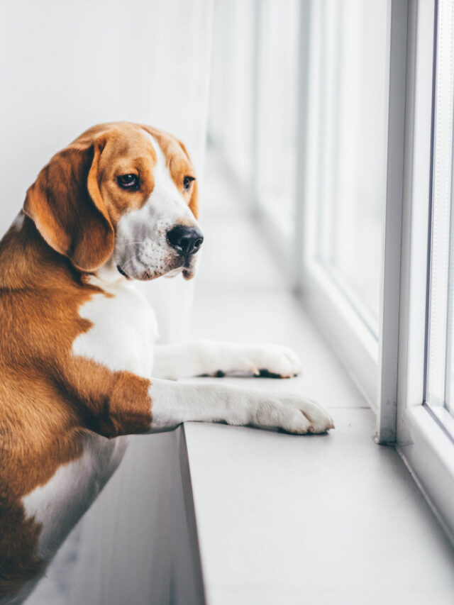 11 Tips For Having A Dog In An Upstairs Apartment