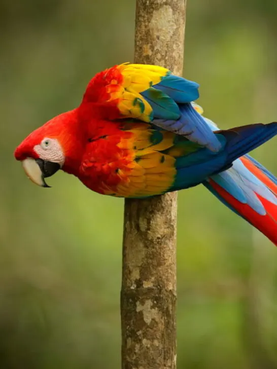 Red parrot - ss230424