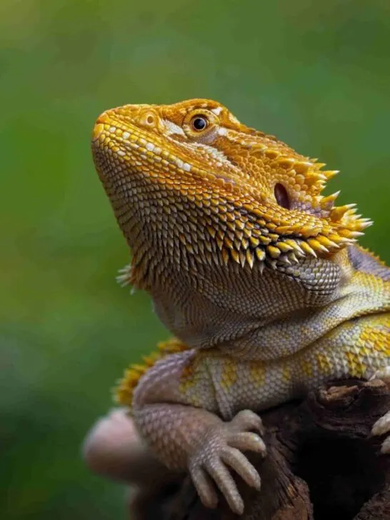 a bearded dragon hugging a tree trunk