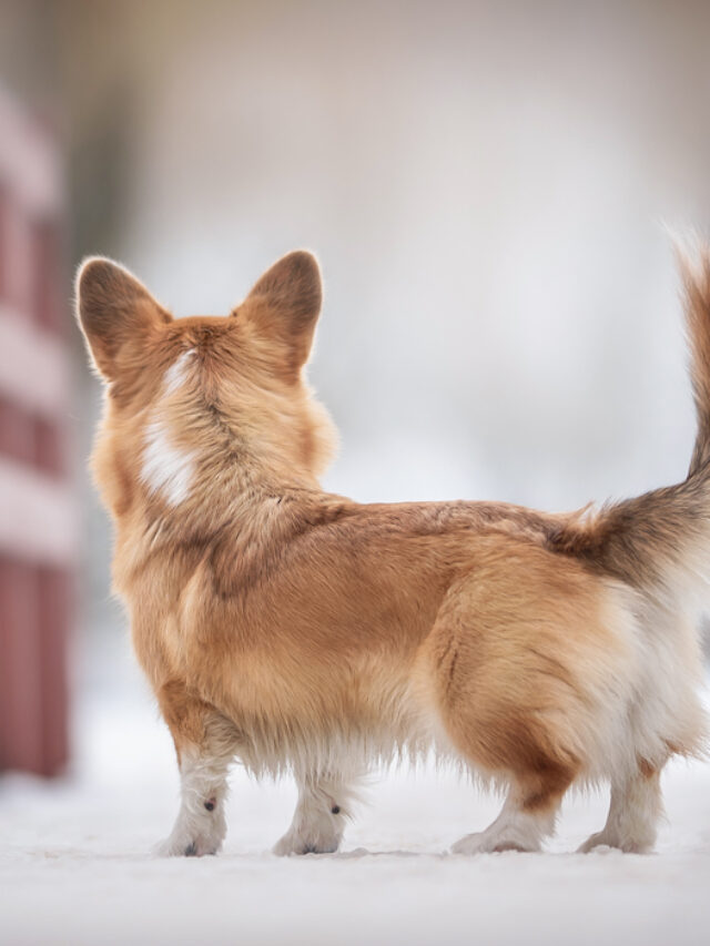 Types of Corgis: Pembroke vs. Cardigan