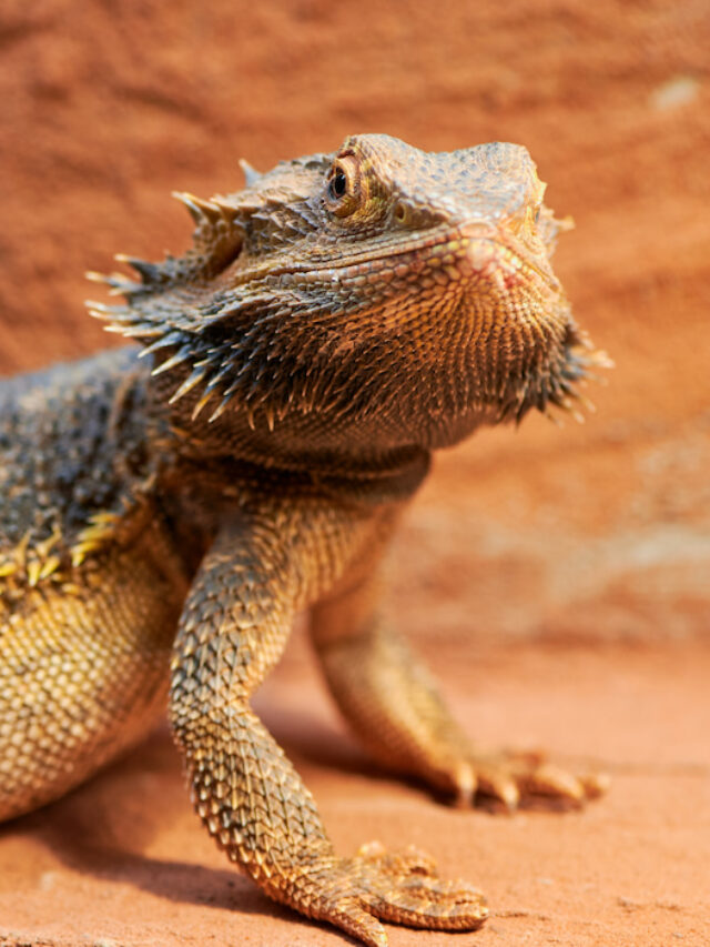 What to Feed Bearded Dragons – Hatchlings Through Adult