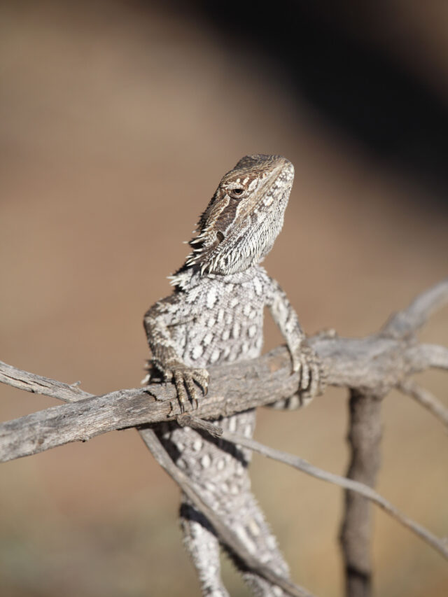 Common Reasons Why Your Baby Bearded Dragon Is Not Eating
