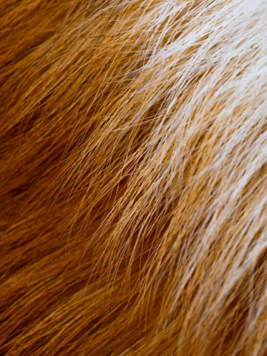 corgi hair closeup