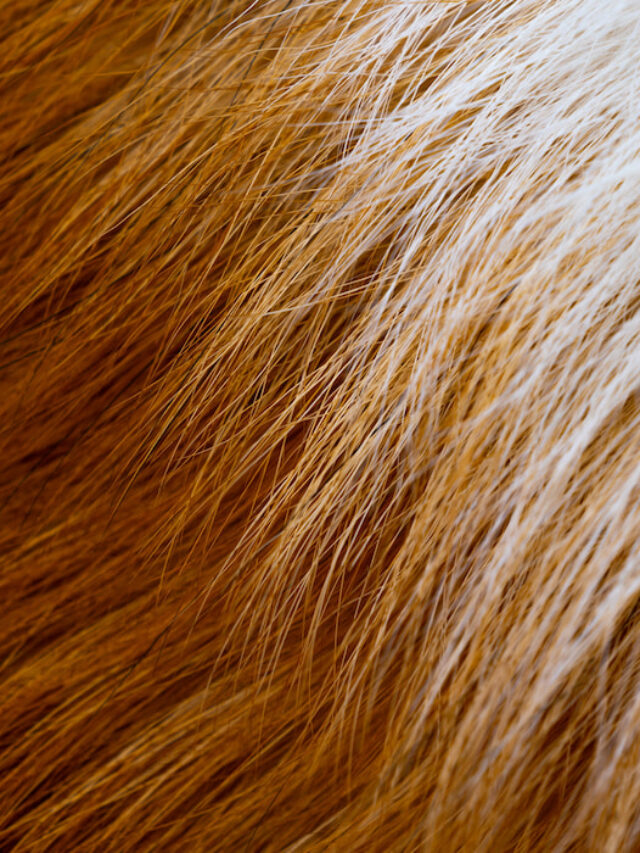 Do Corgi’s Shed? Tips for Keeping Them Groomed