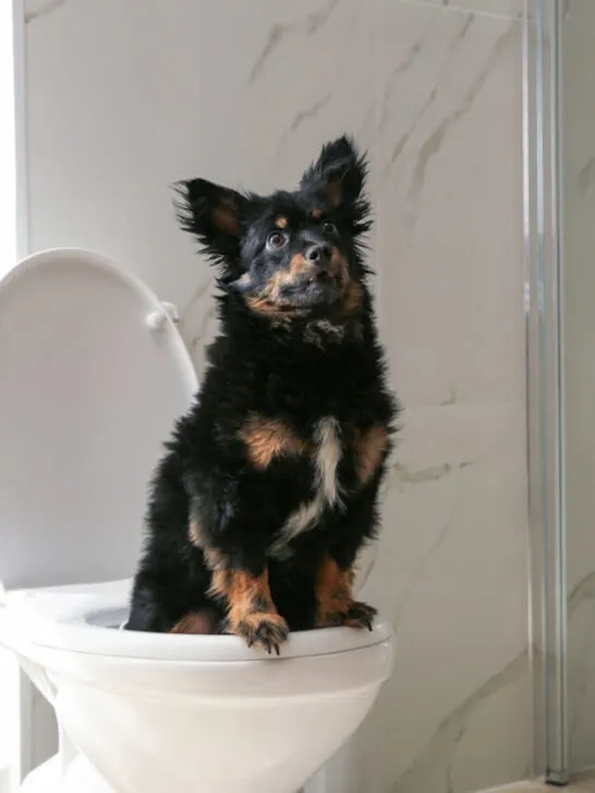 dog sitting on a bowl