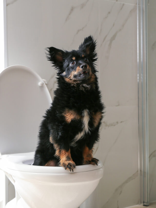 How to Potty Train a Puppy in an Upstairs Apartment