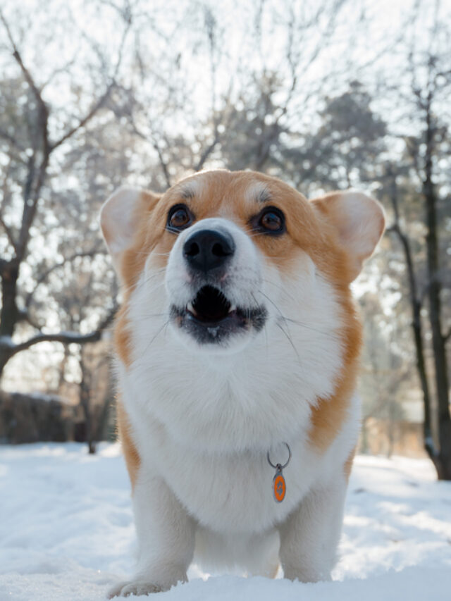 Do Corgi’s Bark A Lot?