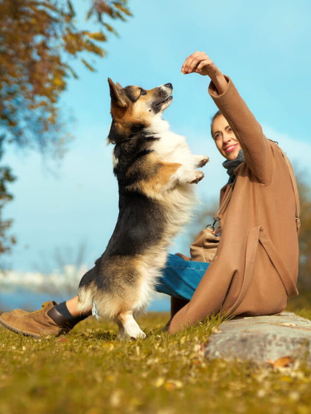 Can Corgi’s Hike? Tips & Gear Recommendations