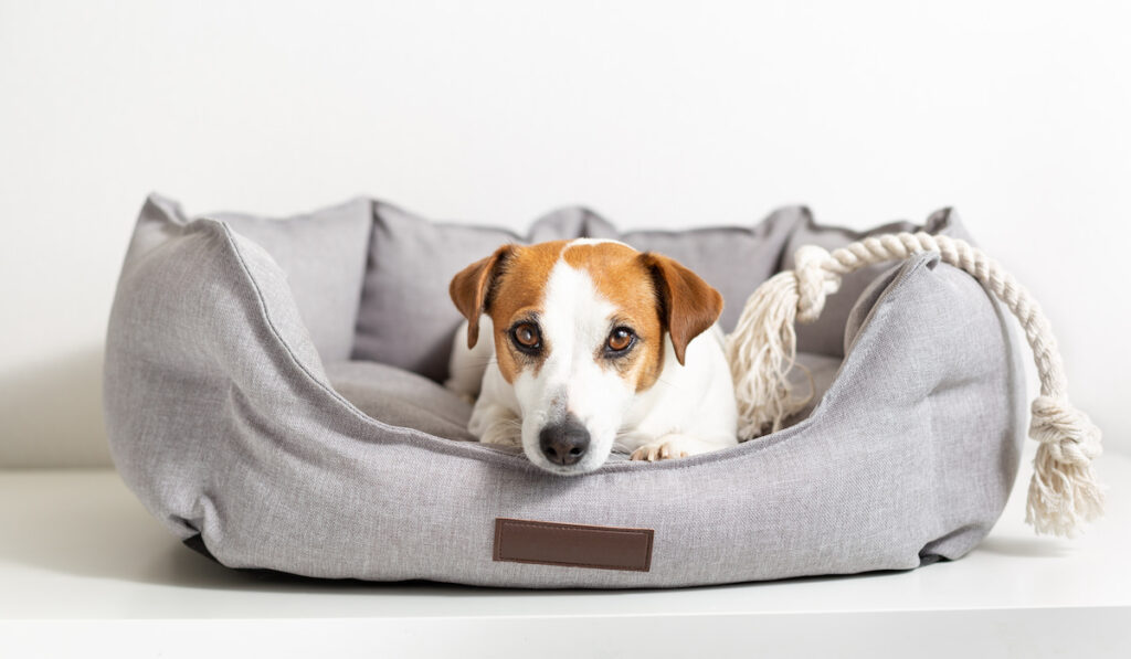 dog jack russell terrier lying in a gray pet bed and looking at camera on a light background.