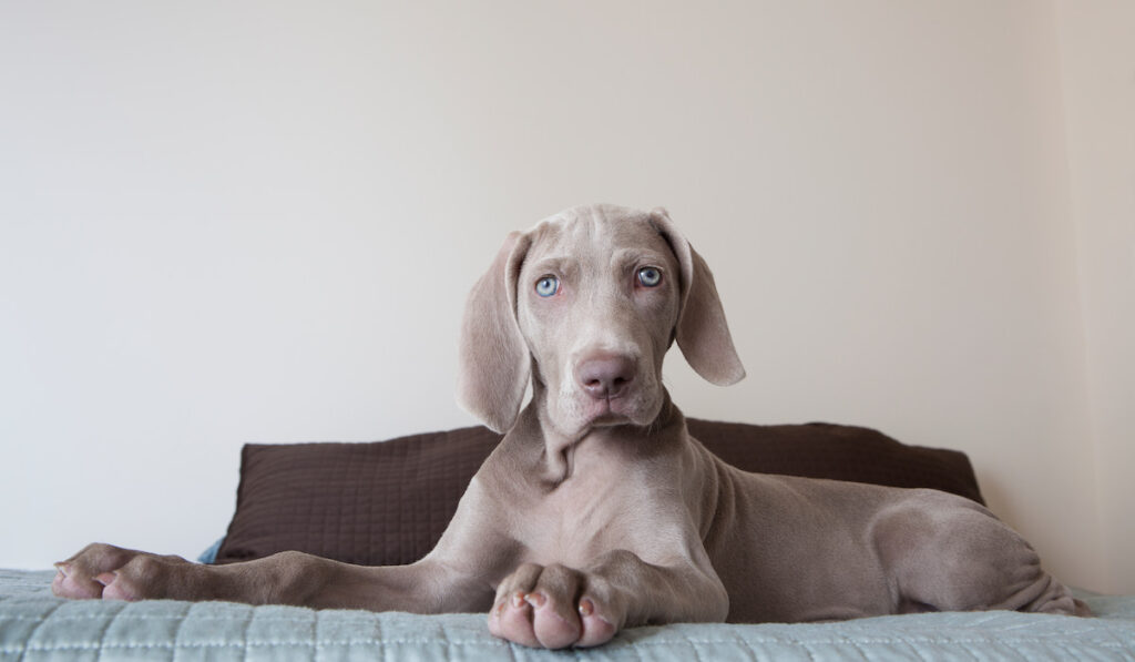 A Weimaraner puppy sitting up on a bed