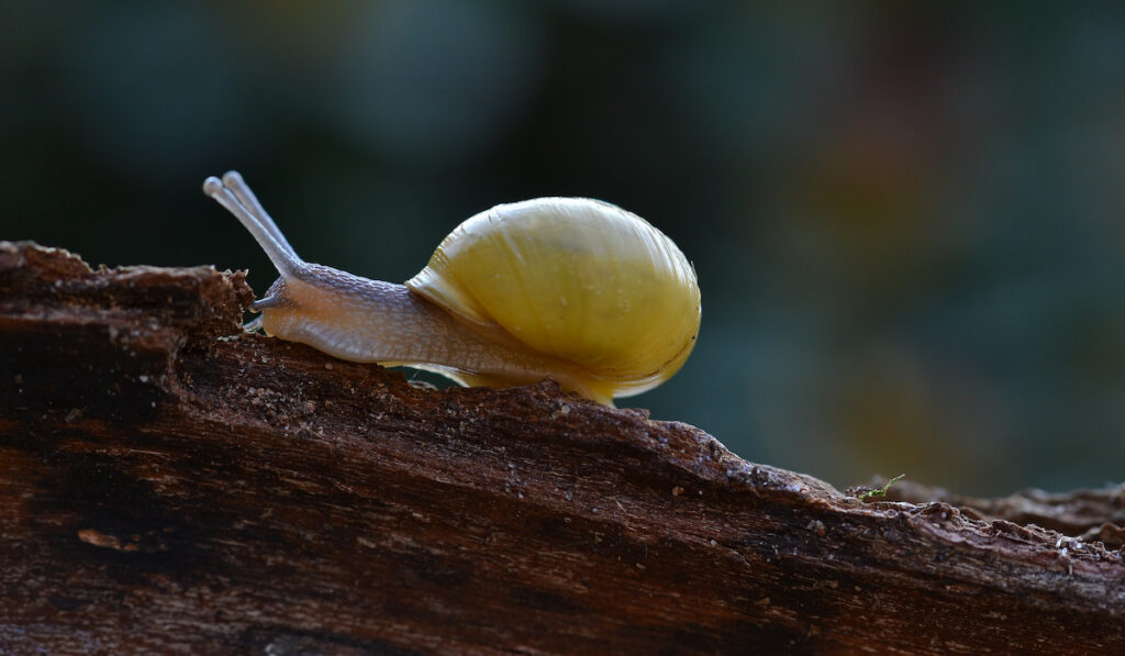 A garden snail crawling along a piece of wood

