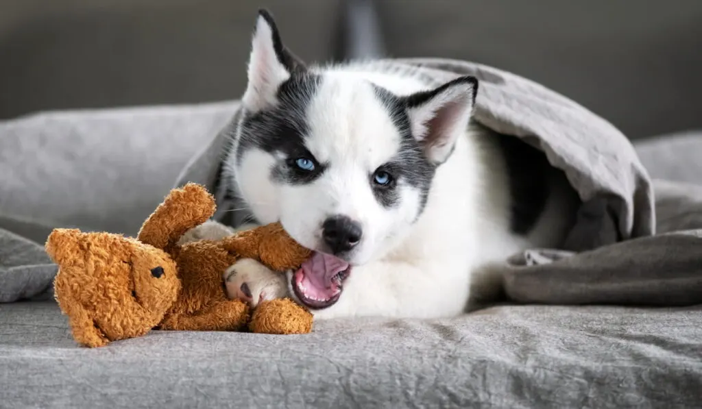 A small white dog puppy breed siberian husky with beautiful blue eyes lays on grey carpet with bear toy.