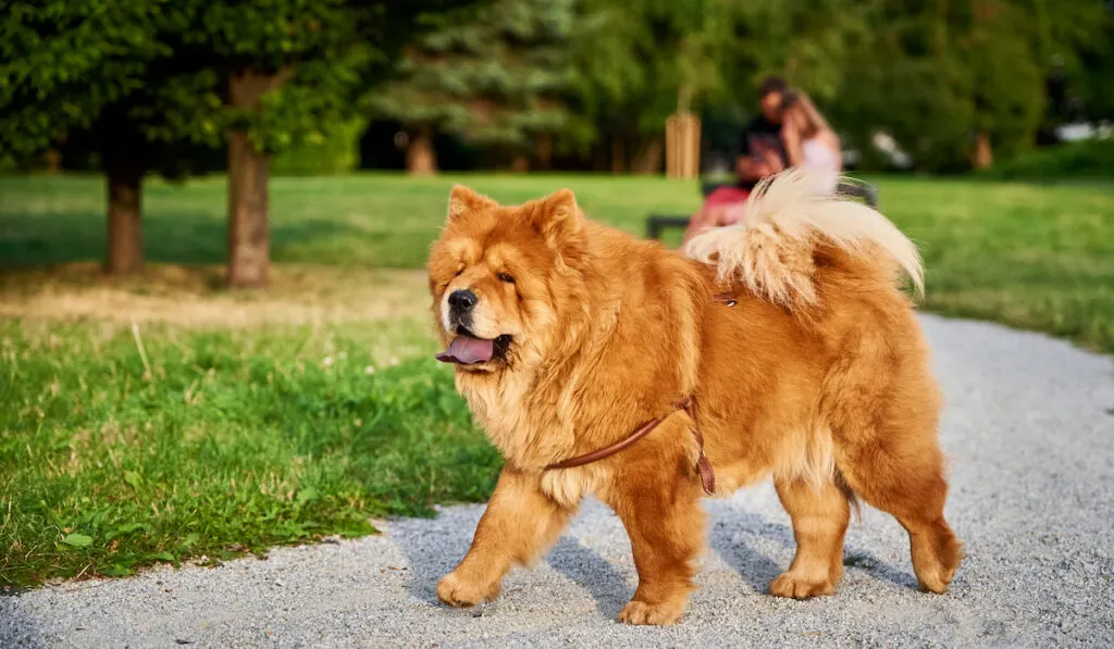 Beautiful chow chow dog on green grass in the park

