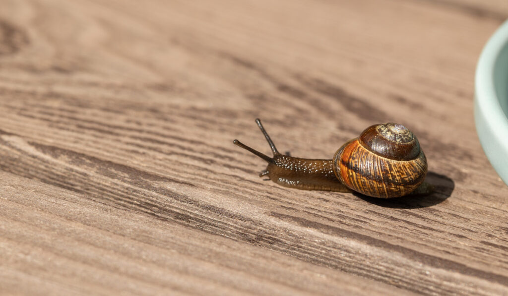 Beautiful garden snails crawling on wooden background