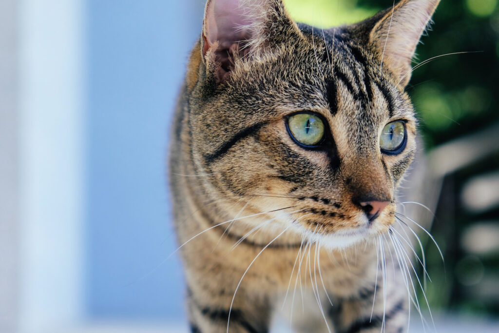 Beautiful tabby cat with green eyes and red nose roaming outdoors 