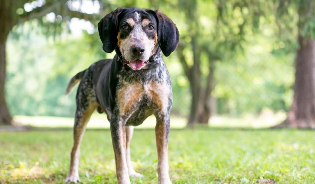 Bluetick Coonhound in the park