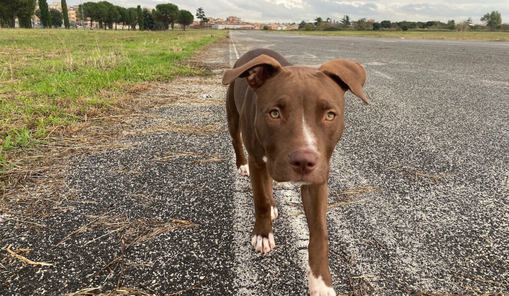 Brown Pitbull terrier walking on the road