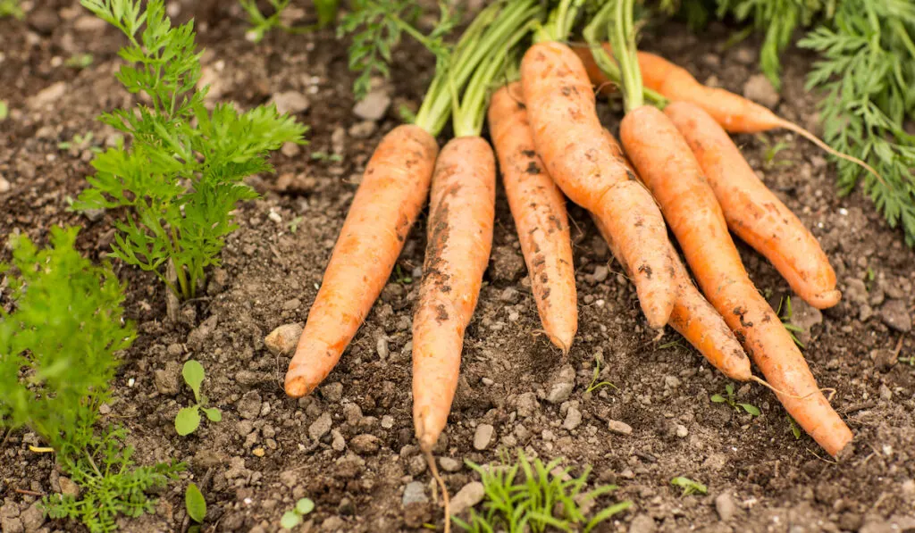 Carrots lying on the ground surrounded by carrot plants