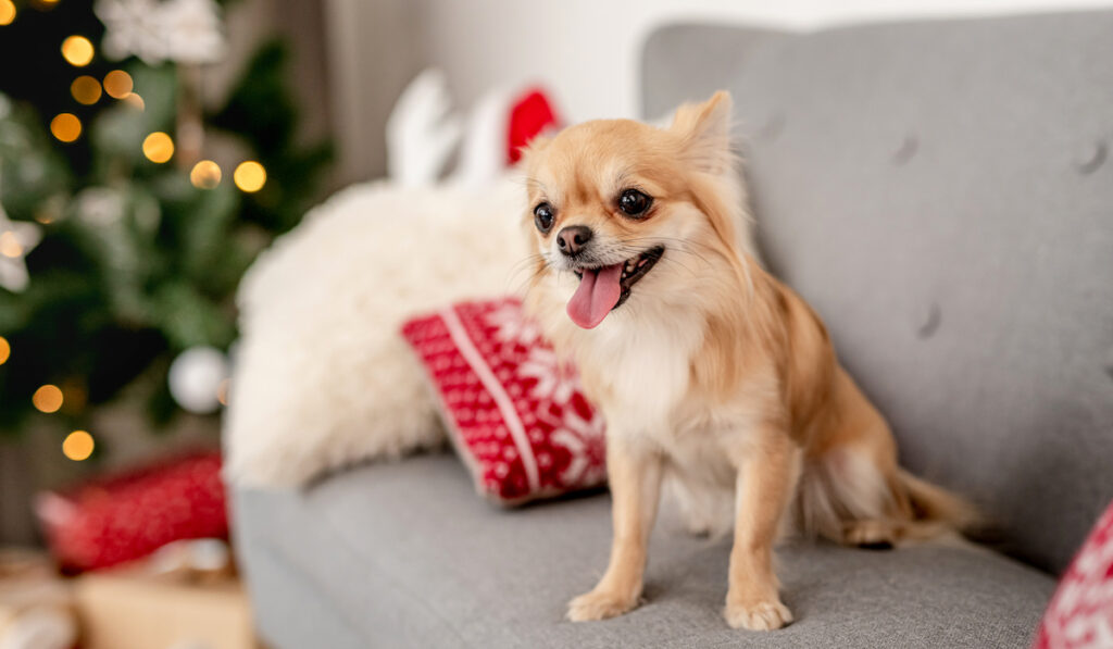 Chihuahua dog on sofa near decorated Christmas tree at home

