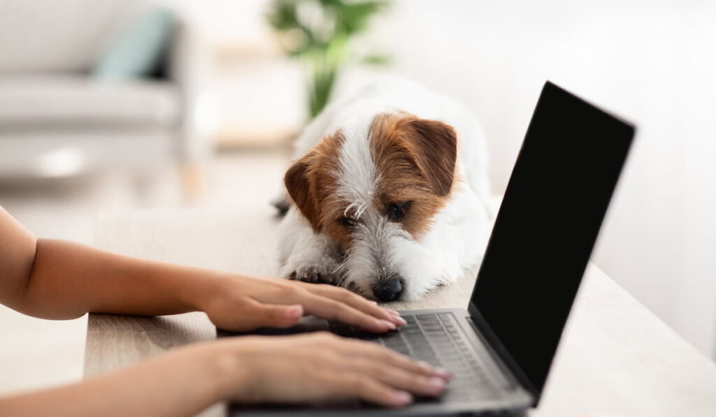 Cute jack russel terrier dog laying on workdesk by unrecognizable woman working online