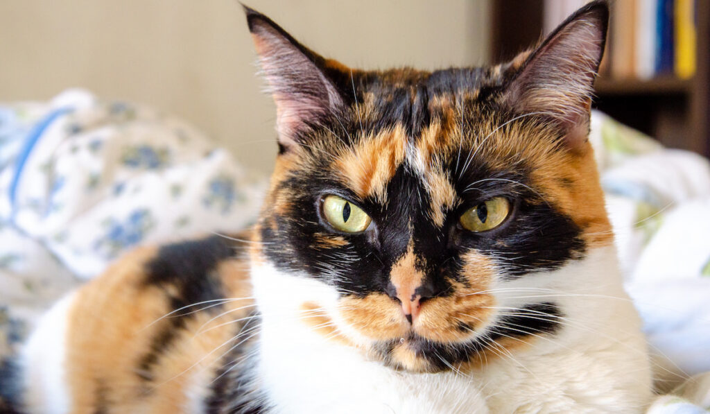 Cute serious face of a calico cat looking at the camera while resting at home