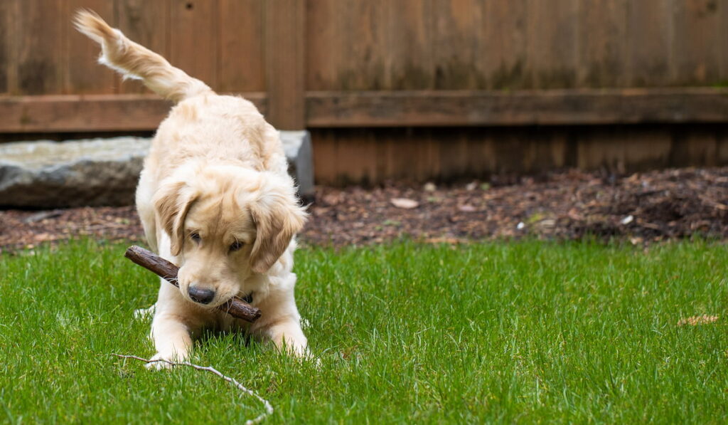 Golden retriever puppy dog playing with a stick on green grass in backyard.