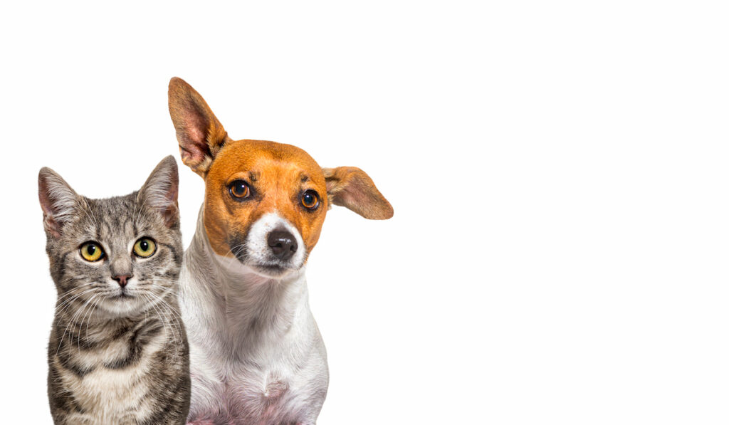 Grey striped tabby cat and Jack Russell terrier dog together isolated on white background