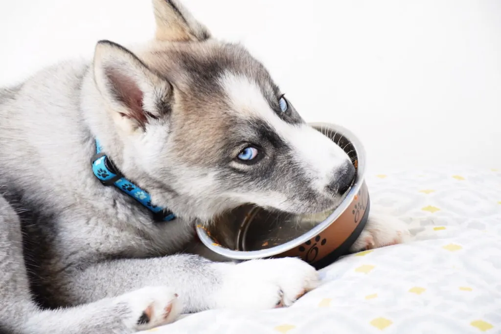 Husky puppy eating from a bowl