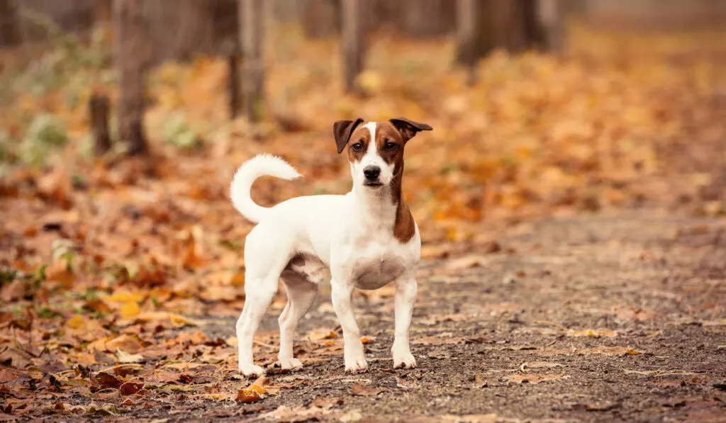 Jack Russell Terrier in the autumn forest