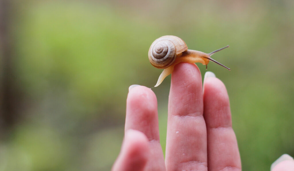 Lonely garden snail trying to climb into the girl’s fingers
