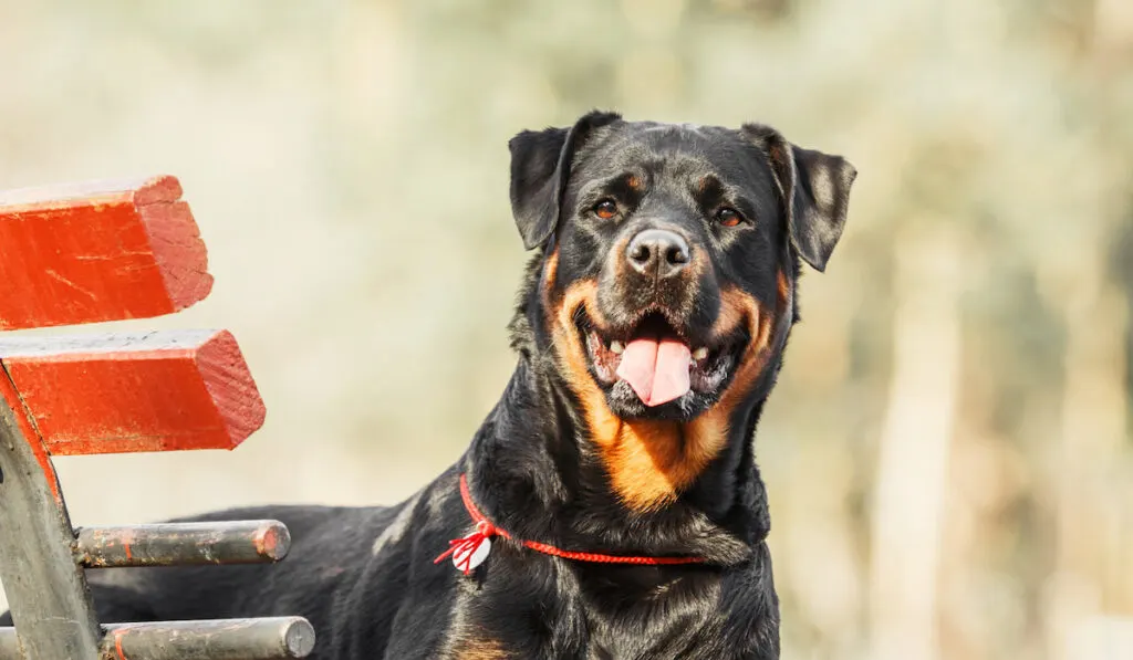 Rottweiler dog on a walk at the park