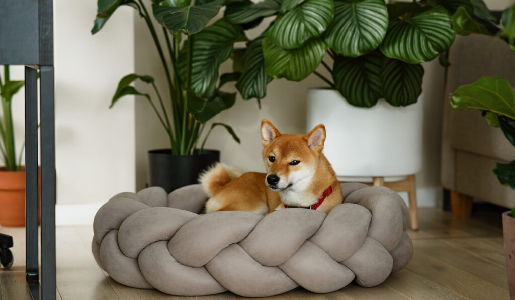 Shiba inu dog relaxing on cozy dog couch with exotic potted plants.