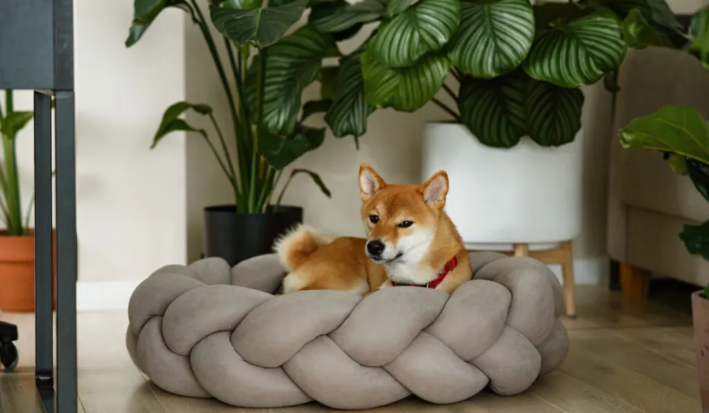 Shiba inu dog relaxing on cozy dog couch with exotic potted plants.
