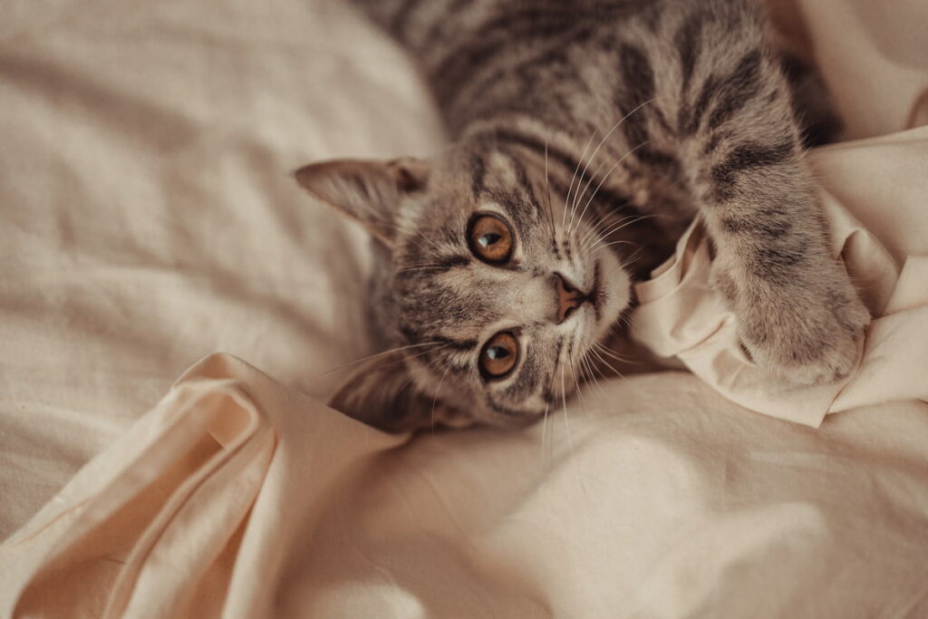 Small gray striped cat with brown eyes lies and relaxes on a beige bed background in a bed at home.