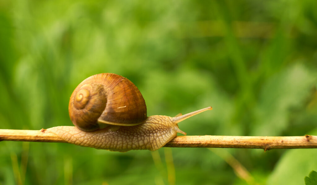 Snail on the leaf on green nature background