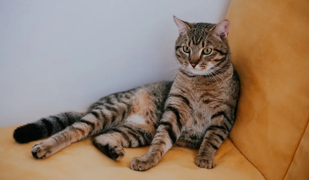 Tabby cat resting on a yellow sofa