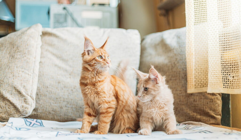 Two Funny Curious Young Red Ginger Maine Coon Kittens Cats Sitting At Home Sofa.